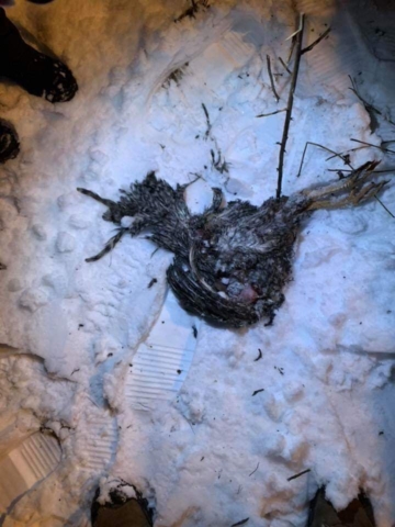 Kolejna martwa kura z urwaną głową