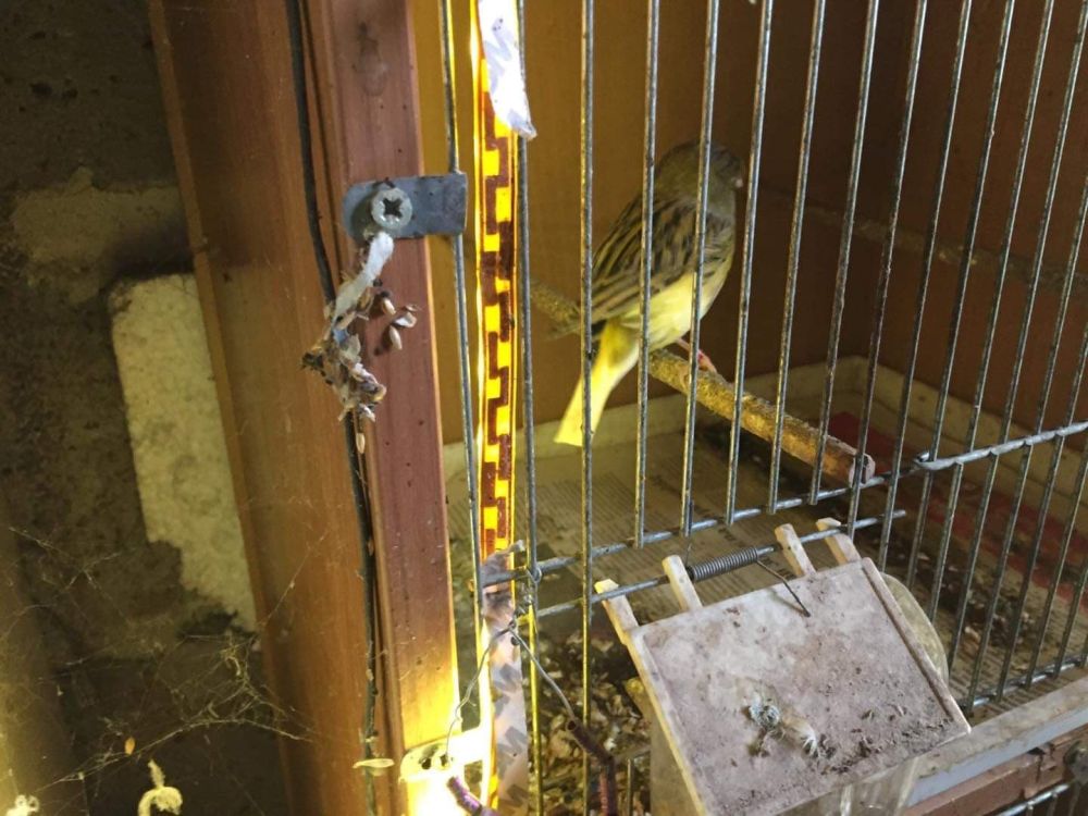 Papuga w zaniedbanej klatce