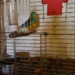 Papuga w niesprzątanej klatce