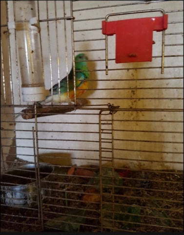 Papuga w niesprzątanej klatce
