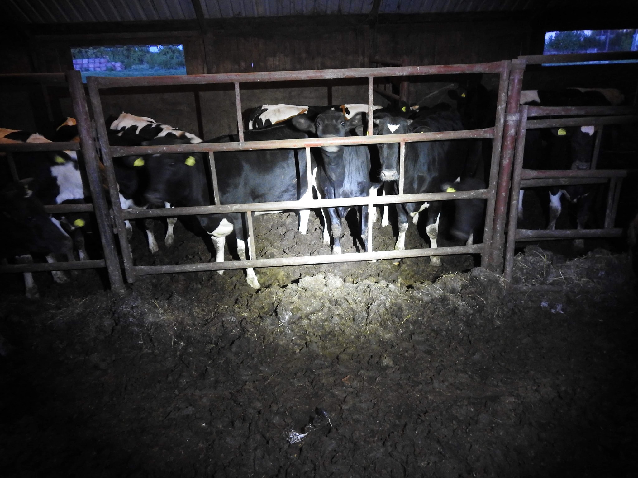 Zaniedbane krowy w fatalnych warunkach
