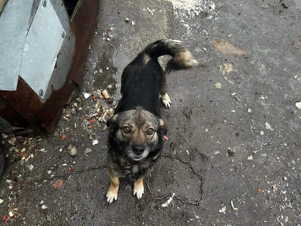 OTOZ Animals HAKER - pies odebrany z Interwencji - do adopcji